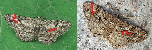 Peribatodes sp. - Geometridae